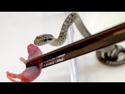 孵化したアオダイショウに始めて餌やり(YouTube)