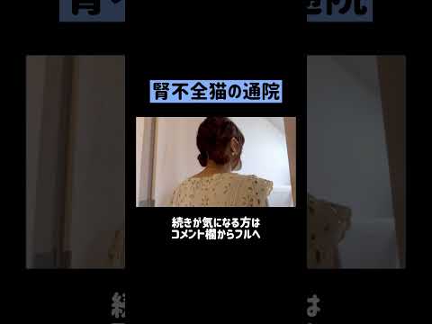 病院に腎不全猫を連れていきます🚘 #shorts(YouTube)