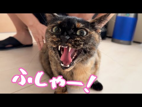 子猫を見て温厚な先住猫が初めて威嚇しました！(YouTube)