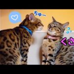 パパがウザいけど大好きなファザコン娘猫リンちゃん(YouTube)