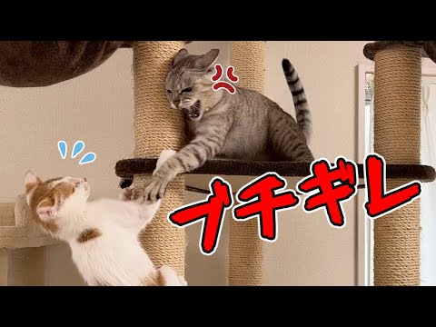 ついにボス猫(11歳)にキレられる新入り子猫！(YouTube)