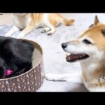 猫たちが今日も平和に遊んでる様子を見て笑顔が絶えない柴犬(YouTube)