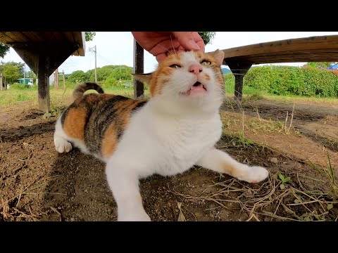 上機嫌な三毛猫が「ナデナデして～」と近づいて来た(YouTube)