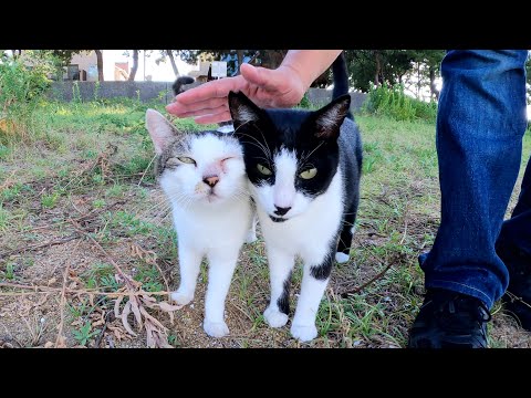 ハチワレ猫をモフっていたら、水玉模様のママ猫が凸撃して甘えてきた(YouTube)