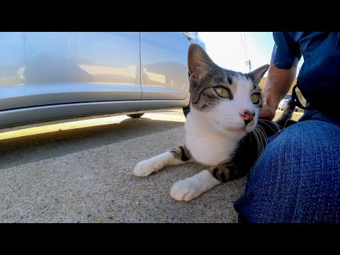 フェリー乗り場付近の猫ちゃん、車の下に隠れていたので覗き込んだらモフられに出てきた(YouTube)
