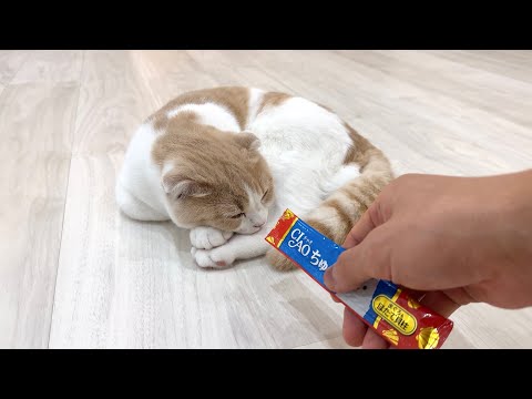 ぐっすり寝てる子猫にチュールを近づけてみたらまさかのこうなりましたw(YouTube)