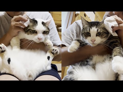 耳掃除で微妙な顔になってしまう猫(YouTube)