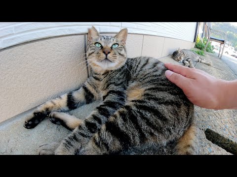 お昼寝中のキジトラ猫コンビが「もっとモフって！」と甘えてきた(YouTube)