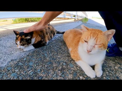 顔を見ると必ず挨拶してくる三毛猫ちゃん、撫でられていると別の猫に割り込まれる(YouTube)
