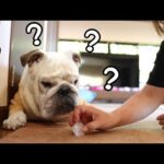 目の前の氷が溶けてなくなっていくことが不思議でビックリする愛犬が可愛い！(YouTube)