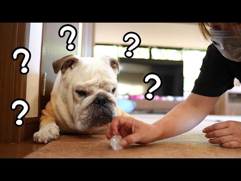 目の前の氷が溶けてなくなっていくことが不思議でビックリする愛犬が可愛い！(YouTube)