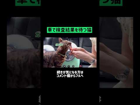 血液検査めちゃくちゃ暴れました🐈💉💦 #shorts(YouTube)