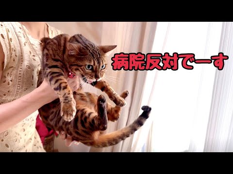 体重激減してしまった猫さんを病院に連れて行きます(YouTube)