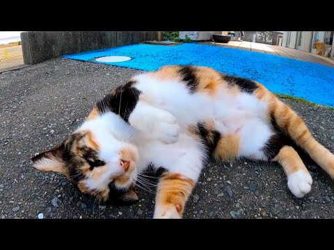 フェリー乗り場の三毛猫ちゃん、小さくニャと鳴いてカワイイ(YouTube)