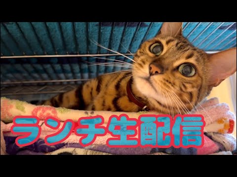 【ランチ生配信8/2】8月に入って暑さMAXですが猫でも見てスタミナつけませんか？生配信(YouTube)