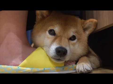 【猛暑】暑さの限界で人間のように涼む柴犬が可愛い。。(YouTube)