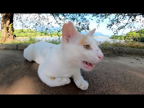茶シロ猫がトコトコと近づいてきて可愛い鳴き声でモフりを要求してきた(YouTube)