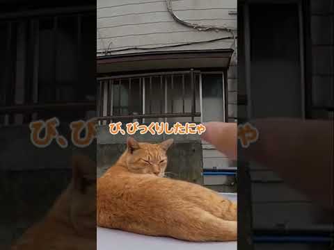 車の上が気持ち良くてつい…(YouTube)