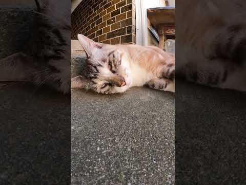 目が回りそうな渦巻き模様をもつシャム猫ちゃん(YouTube)