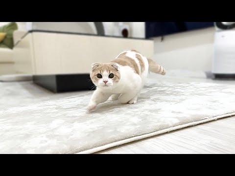 うんちすると異常なテンションで家中を走り回る子猫がかわいすぎたwww(YouTube)