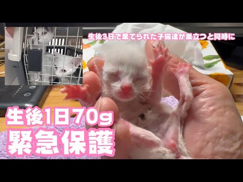 生後1日赤ちゃん猫70gを緊急保護しました(YouTube)