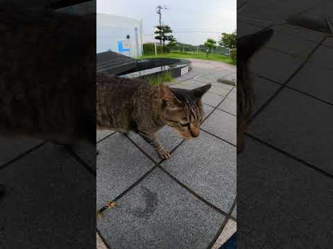 雨に濡れたキジトラ猫がズボンにスリスリして体を乾かす(YouTube)