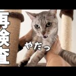 【ご報告】マロちゃんの肝機能の再検査に行ってきました！(YouTube)