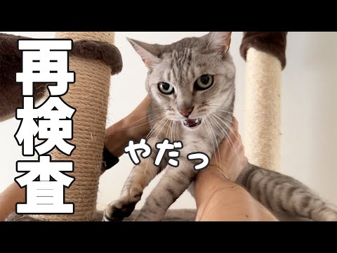 【ご報告】マロちゃんの肝機能の再検査に行ってきました！(YouTube)