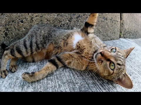 エンジェルマークがあるキジトラ猫がお腹を丸出しにして甘えてきた(YouTube)