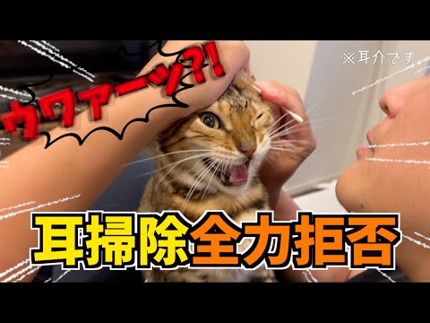 耳掃除をこの世の終わりレベルで嫌がる猫(YouTube)