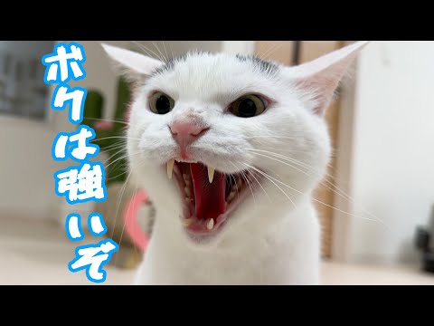 新入り子猫に威嚇連発する先住猫チロさん(YouTube)