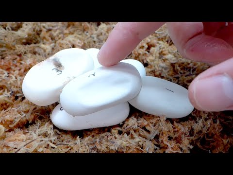 アオダイショウの卵がまた凹んできました(YouTube)