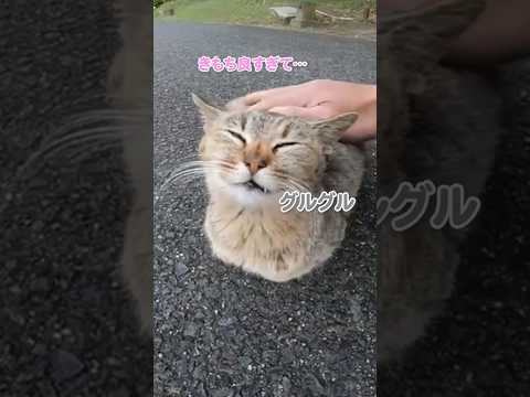 撫でられて思わずこんな顔に…(YouTube)