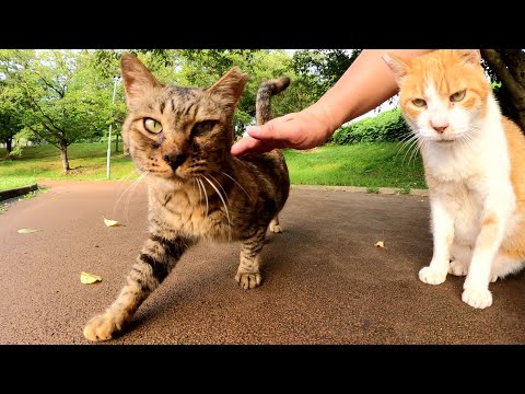 いつの間にか仲良くなっていたサビ猫と茶シロ猫が一緒にモフられに来た(YouTube)