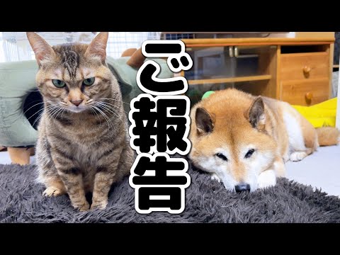 Rむらの柴ねこ6周年！これからについて…(YouTube)
