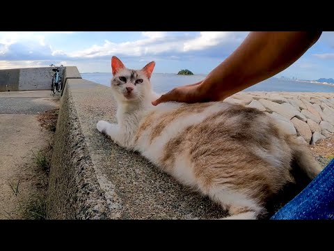 防波堤に座ると猫が隣に座ってきた(YouTube)