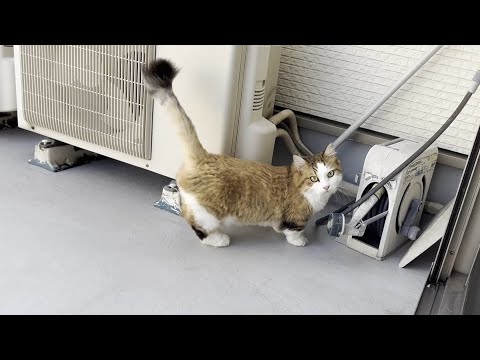 「出ていいよ」と言われて出たのに手足を拭かれて不満そうな猫(YouTube)