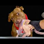 骨付き肉を豪快に齧り付くピットブルがヤバすぎる(YouTube)