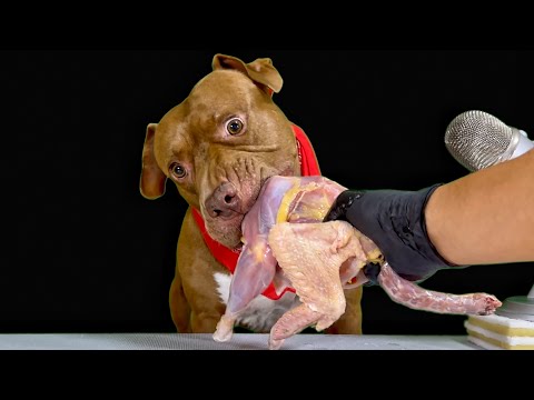 骨付き肉を豪快に齧り付くピットブルがヤバすぎる(YouTube)