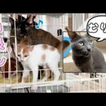 子猫とどんどん仲良くなる先住猫モモとまだ対面出来ない先住猫ハム(YouTube)