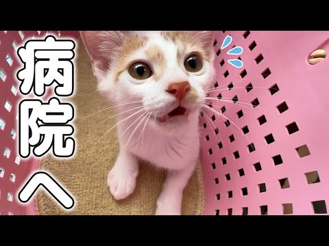 子猫トロくん病院へ行ってきます！！(YouTube)