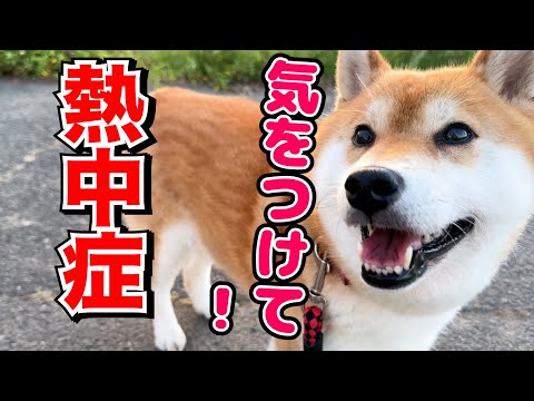 犬も猫も人間も熱中症には気をつけて！猛暑とは思わないくらいリラックスしている猫(YouTube)