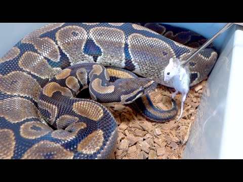 巨大なボールパイソンに餌やりしてみるも意外と…(YouTube)
