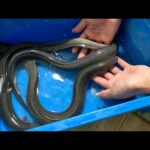 生きたウナギをペット達に食べさせてみると…(YouTube)