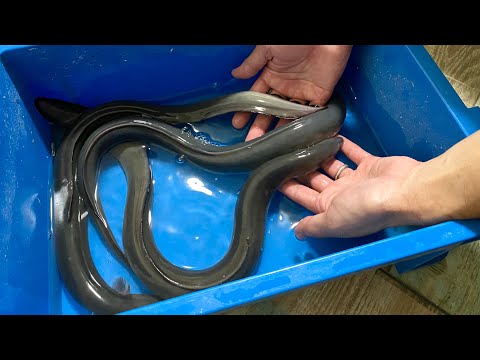生きたウナギをペット達に食べさせてみると…(YouTube)