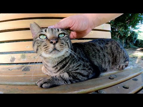 キジトラ猫をモフっていたらお友達のサビ猫がベンチに飛び乗ってきた(YouTube)