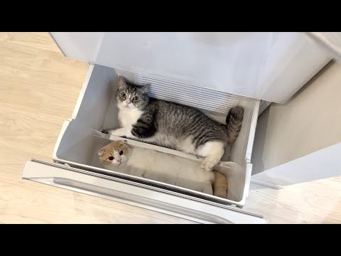 冷蔵庫を開けっぱなしにしたら暑がりな猫たちがこうなってましたw(YouTube)
