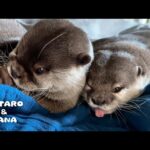 カワウソのおもしろ行動をスローでよく見てみると・・　 Otter Duo’s Best Moments in Slow Motion(YouTube)