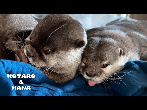 カワウソのおもしろ行動をスローでよく見てみると・・　 Otter Duo’s Best Moments in Slow Motion(YouTube)