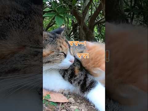 ママに全力甘え中の子猫がかわいい#shorts(YouTube)
